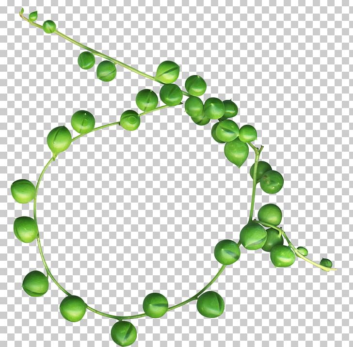 Green Mung Bean PNG, Clipart, Bead, Bean, Beans, Body Jewelry, Color Free PNG Download