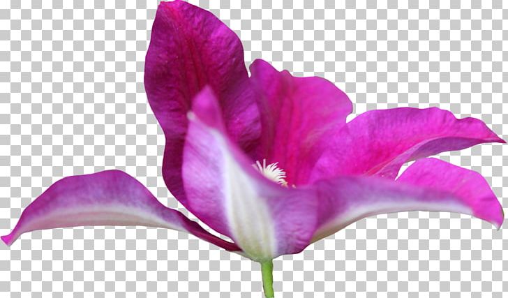 Iris Family Irises Pink M Close-up Petal PNG, Clipart, Closeup, Flower, Flowering Plant, Herbaceous Plant, Irises Free PNG Download