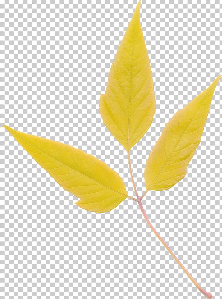 Leaf Tree Flower Shrub PNG, Clipart, Branch, Flower, Garden Roses, Leaf, Nature Free PNG Download