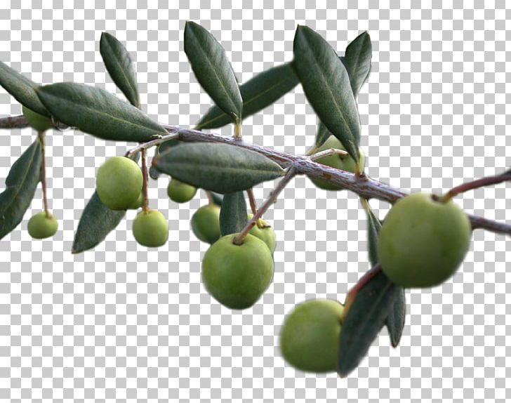 Olive Oil Food Olive Garden PNG, Clipart, Background, Branch, Computer Icons, Deviantart, Food Free PNG Download