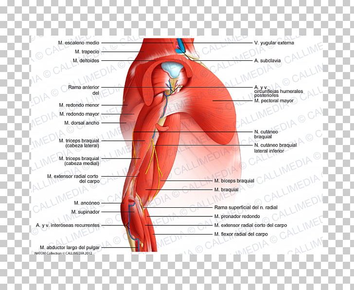 Arm Shoulder Muscle Elbow Anatomy PNG, Clipart, Abdomen, Anatomy, Arm, Arm Muscle, Biceps Free PNG Download
