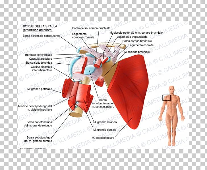 Muscle Synovial Bursa Subacromial Bursa Subcoracoid Bursa Bursitis PNG, Clipart, Bone, Bursitis, Hand, Heart, Human Body Free PNG Download
