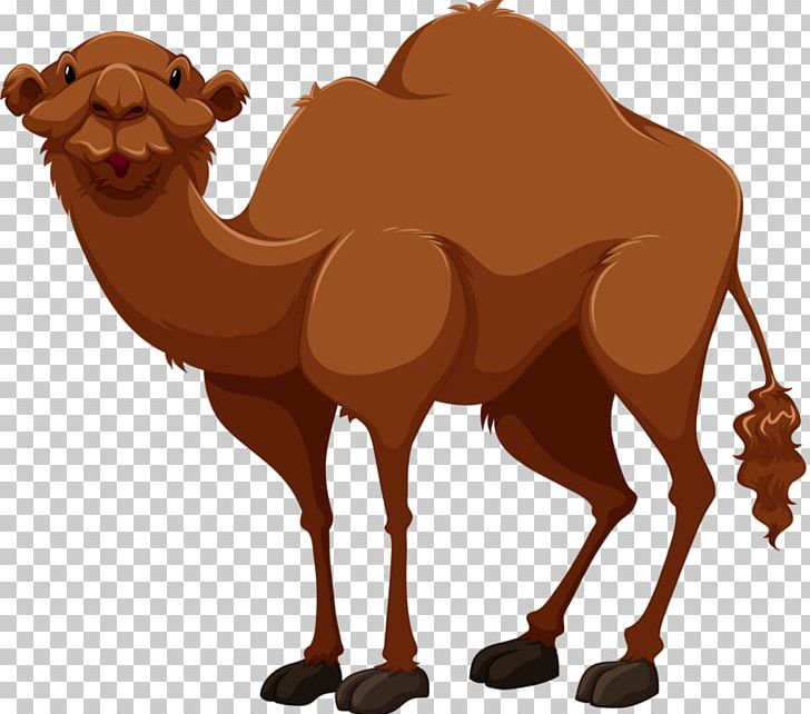 Bactrian Camel Cartoon Drawing PNG, Clipart, Animals, Arabian Camel, Bactrian, Camel, Camelback Free PNG Download