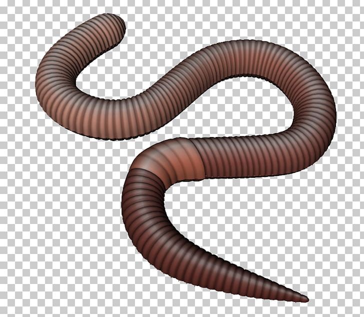 Earthworm PNG, Clipart, Animal, Annelid, Can Stock Photo, Clipart, Clip Art Free PNG Download