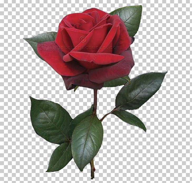 Rose Flower PNG, Clipart, Art, Artificial Flower, China Rose, Cut Flowers, Download Free PNG Download