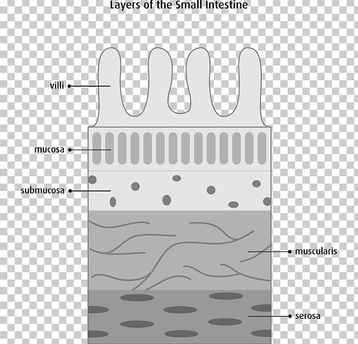 Small Intestine Muscular Layer Large Intestine Mucous Membrane Gastrointestinal Tract PNG, Clipart, Anatomy, Angle, Black And White, Brand, Finger Free PNG Download