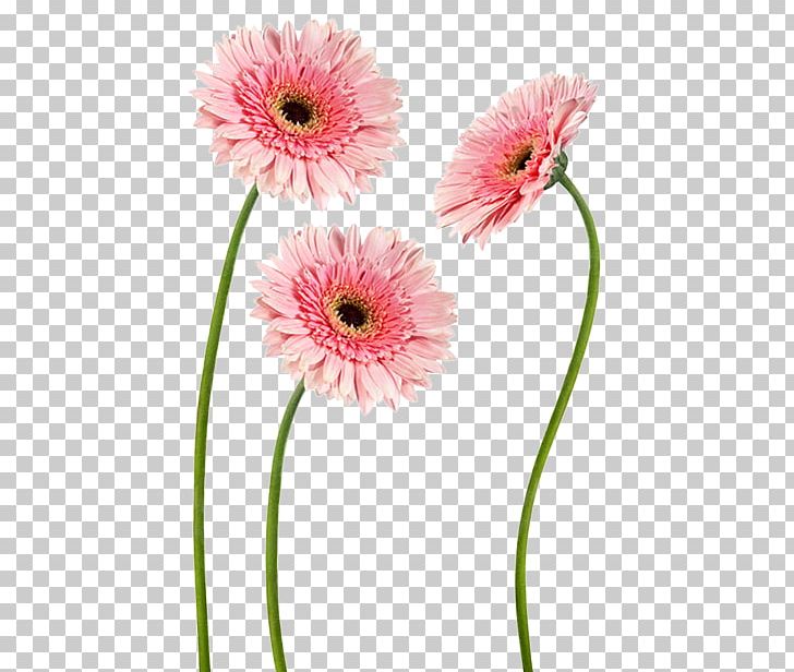 Transvaal Daisy Cut Flowers Decal Sticker PNG, Clipart, Auglis, Color, Cut Flowers, Daisy, Daisy Family Free PNG Download