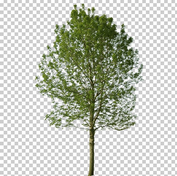 Tree Landscape Landscaping PNG, Clipart, Architecture, Birch, Branch, Computer Graphics, Evergreen Free PNG Download