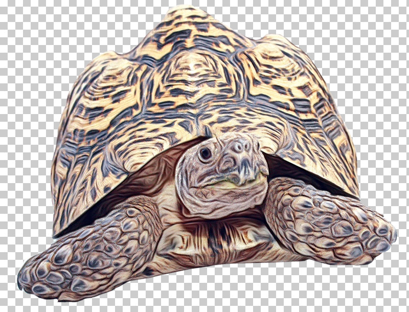 Reptiles Turtles Tortoise Box Turtles Sea Turtles PNG, Clipart, Box Turtles, Desert Tortoise, Doosschildpadden, Hawksbill Sea Turtle, Loggerhead Sea Turtle Free PNG Download