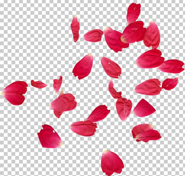 Garden Roses Petal Flower Color PNG, Clipart, Color, Cut Flowers, Desktop Wallpaper, Drawing, Flower Free PNG Download