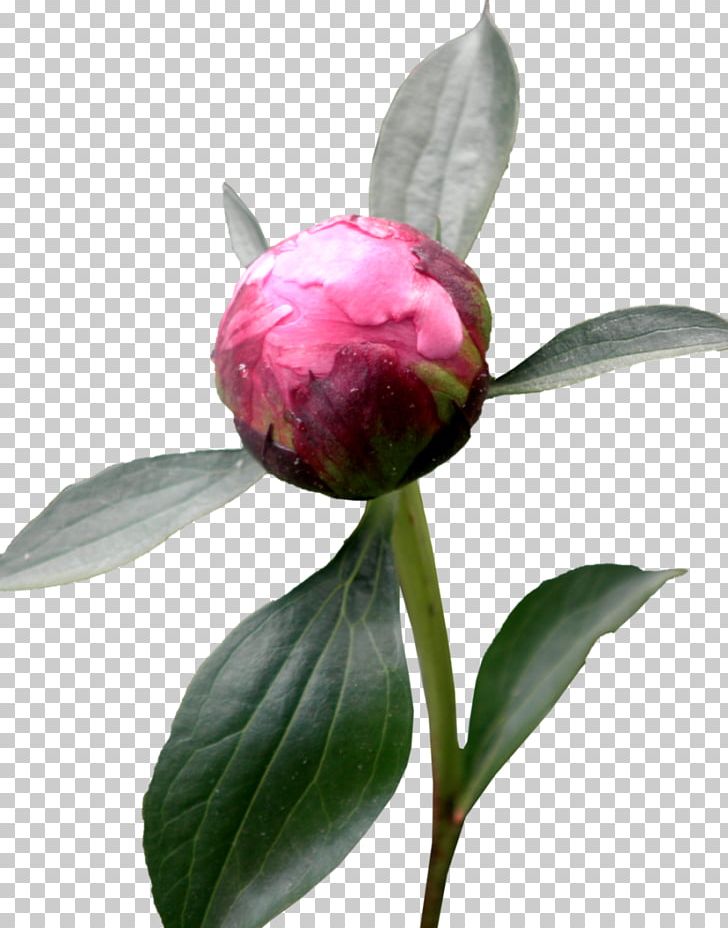 Moutan Peony Desktop Computer Icons PNG, Clipart, Bud, Camellia Sasanqua, Computer Icons, Desktop Wallpaper, Download Free PNG Download