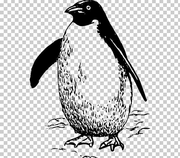 Penguin Bird PNG, Clipart, Animal, Artwork, Beak, Bird, Black And White Free PNG Download