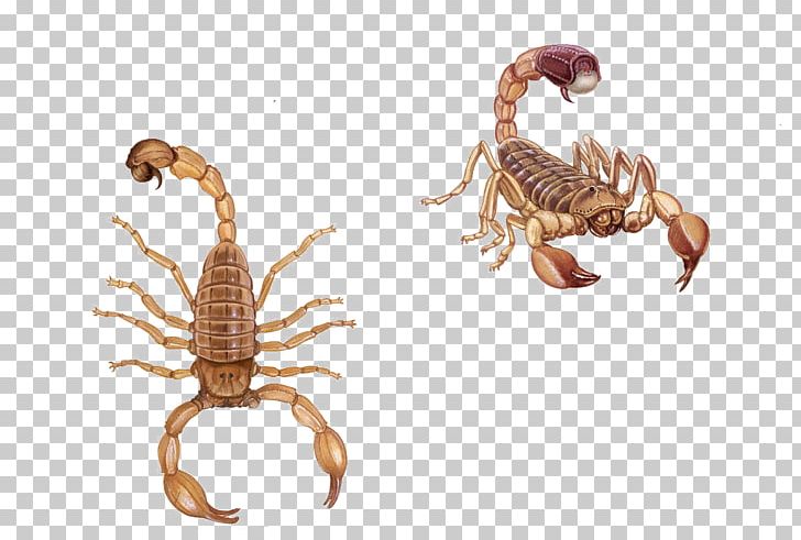 Scorpion Sting Poison PNG, Clipart, Animal, Arthropod, Baidu Knows, Brown, Chinese Herbology Free PNG Download