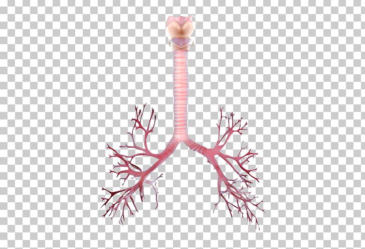 Bronchus Lung Trachea Bronchiole PNG, Clipart, Anatomy, Branch, Breathing, Bronchiole, Bronchus Free PNG Download