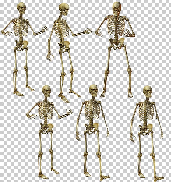 Human Skeleton Human Anatomy PNG, Clipart, Anatomy, Brass, Collage, Esqueleto, Fantasy Free PNG Download