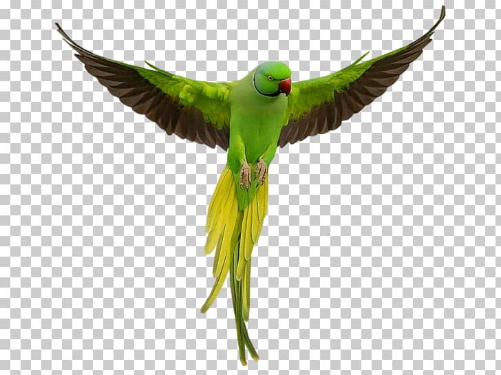 Parrot Bird Macaw PNG, Clipart, Animal, Animals, Awesome, Beak, Birdwatching Free PNG Download