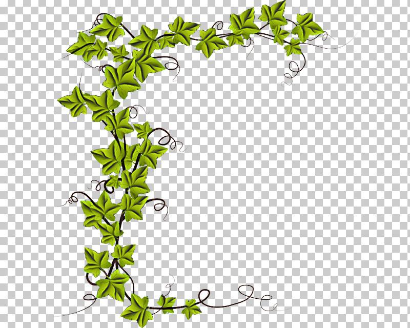 Vine PNG, Clipart, Common Ivy, Drawing, Ivy, Liana, Plants Free PNG Download