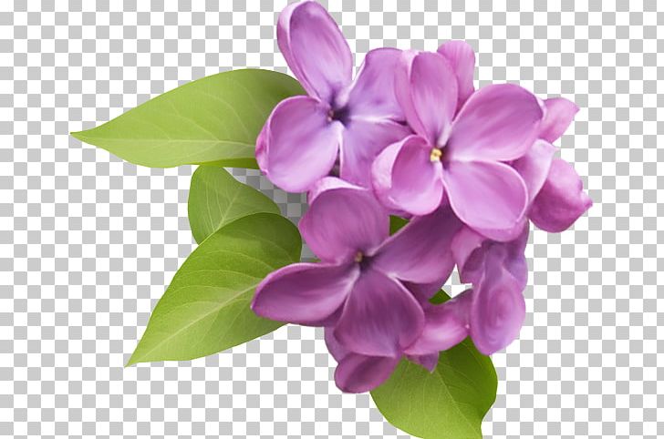 Common Lilac Flower PNG, Clipart, Bathtub, Color, Common Lilac, Cut Flowers, Digital Image Free PNG Download