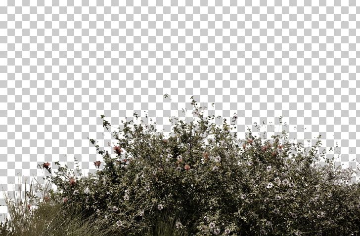 Lawn Wildflower PNG, Clipart, Blossom, Branch, Desktop Wallpaper, Download, Flora Free PNG Download