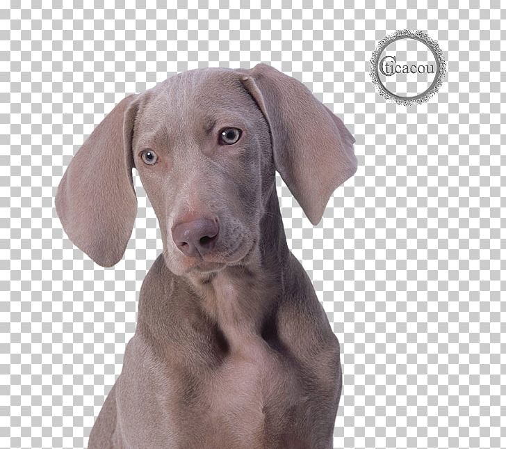 Weimaraner Dog Breed Puppy English Cocker Spaniel Companion Dog PNG, Clipart, Animal, Animals, Carnivoran, Companion Dog, Desktop Wallpaper Free PNG Download