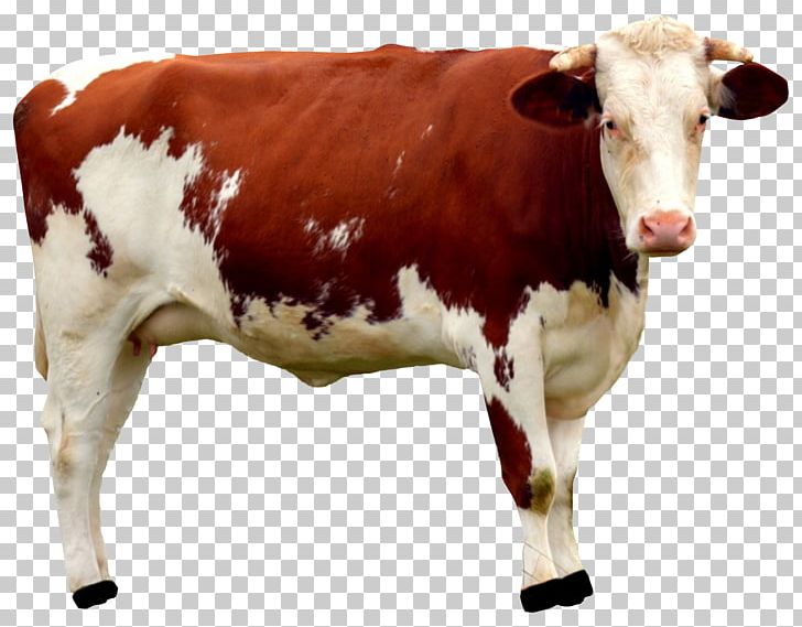 Beef Cattle Dairy Cattle Mammal Desktop PNG, Clipart, Agriculture, Beef, Beef Cattle, Bull, Calf Free PNG Download