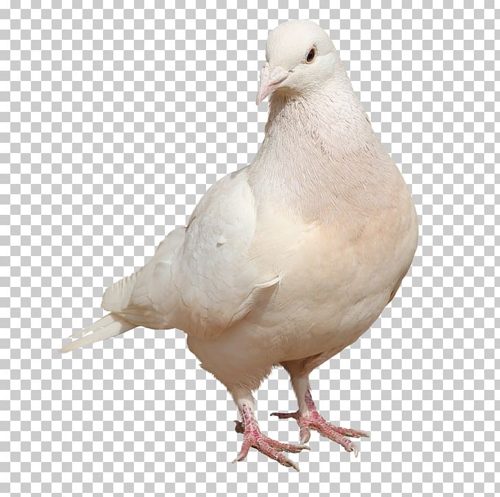 Domestic Pigeon Columbidae Bird Squab PNG, Clipart, Animal, Animals, Beak, Bird, Chart Free PNG Download