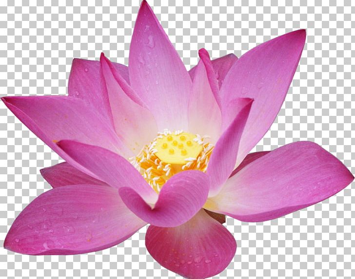 Flower Garden Roses Lotus Desktop PNG, Clipart, Aquatic Plant, Artificial Flower, Beauty Parlour, Desktop Wallpaper, Flower Free PNG Download
