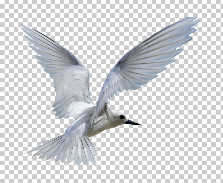 Gulls Bird Migration PNG, Clipart, Animal, Beak, Bird, Bird Migration, Charadriiformes Free PNG Download