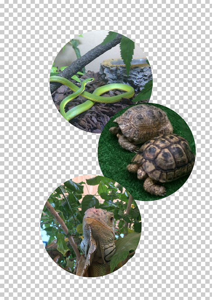 Reptile Snake Lizard Dubai Tortoise PNG, Clipart, Animal, Animals, Bearded Dragon, Dubai, Fauna Free PNG Download