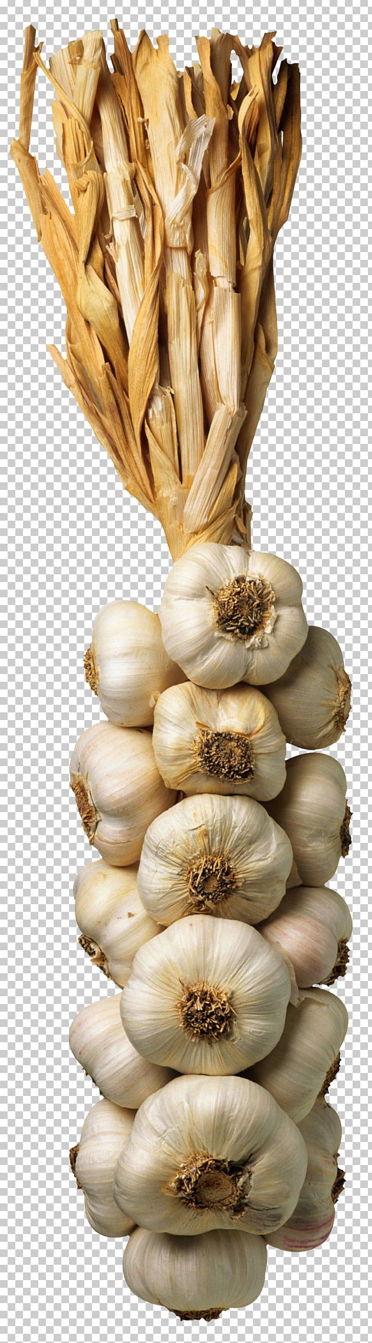 Onion Photography Garlic PNG, Clipart, Clam, Clams Oysters Mussels And Scallops, Edible Mushroom, Garlic, Ingredient Free PNG Download