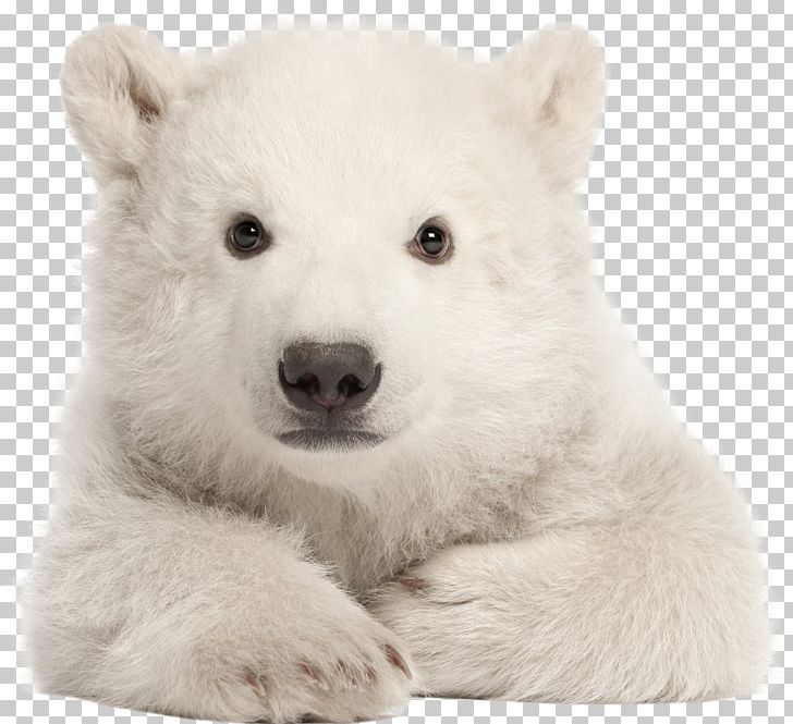 Polar Bear My First Baby Animals Arctic American Black Bear Stock Photography PNG, Clipart, American Black Bear, Animals, Arctic, Baby Animals, Bear Free PNG Download