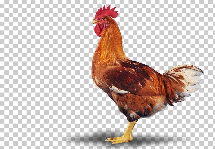 Rooster Bird Free Market Beak PNG, Clipart, Animal, Beak, Bird, Chicken, Clothing Accessories Free PNG Download
