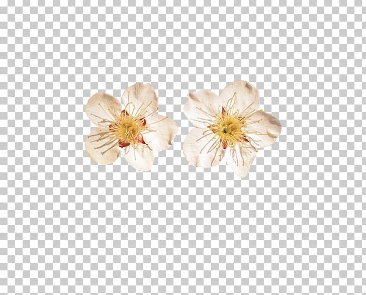 Apricot Flower Fruit PNG, Clipart, Apricot, Apricot Kernel, Color, Colorful Background, Coloring Free PNG Download