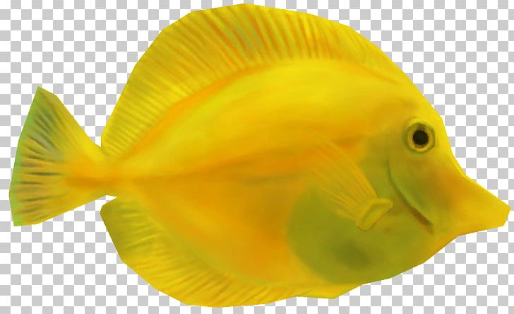 Coral Reef Fish Yellow Tang Animal PNG, Clipart, Acanthuridae, Animal, Animals, Aquarium, Aquatic Animal Free PNG Download