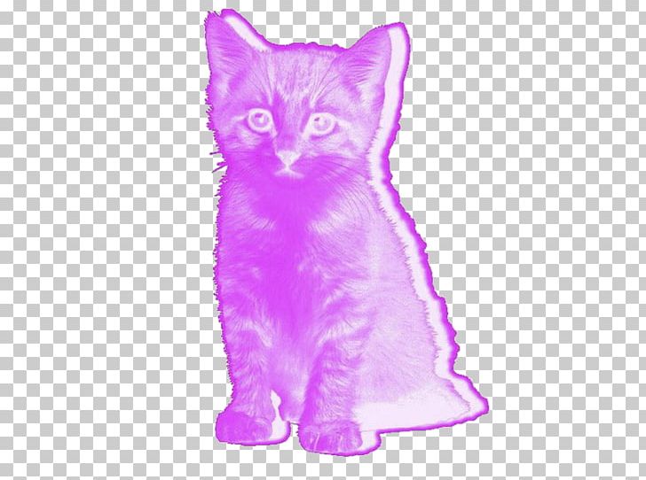Kitten Pink Cat Lolcat PNG, Clipart, Animals, Animal Shelter, Avatan, Avatan Plus, Carnivoran Free PNG Download