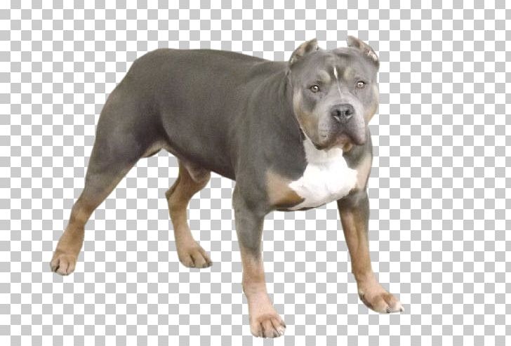 American Pit Bull Terrier Olde English Bulldogge Dorset Olde Tyme Bulldogge American Staffordshire Terrier Alapaha Blue Blood Bulldog PNG, Clipart, Ala, American Pit Bull Terrier, Bulldog, Bull Terrier, Carnivoran Free PNG Download