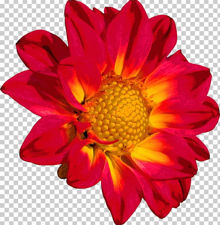 Flower Chrysanthemum Color PNG, Clipart, Annual Plant, Blanket Flowers, Blossom, Burgundy, Chrysanthemum Free PNG Download