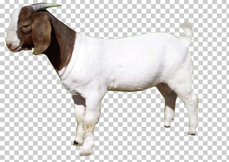 Goat Sheep PNG, Clipart, Animals, Bbcode, Cattle Like Mammal, Computer Icons, Cow Goat Family Free PNG Download