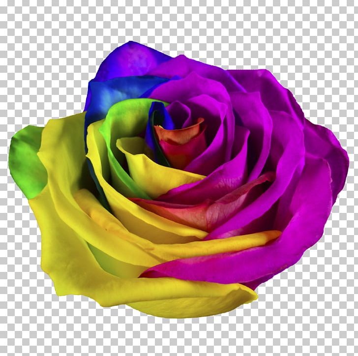 Rainbow Rose Garden Roses Rainbow Shops Cut Flowers PNG, Clipart, Blue, Colorful Roses, Cut Flowers, Flower, Flowering Plant Free PNG Download