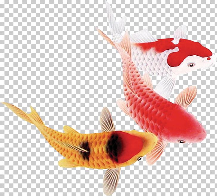 Koi Carassius Auratus Fish PNG, Clipart, Animals, Aquarium, Aquarium Fish, Carassius Auratus, Chinese New Year Free PNG Download