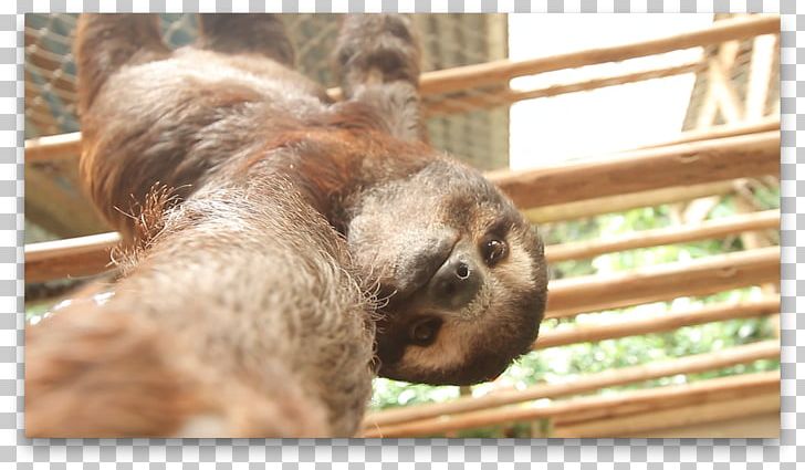 Baby Sloths Animal Selfie Three-toed Sloth PNG, Clipart, Animal, Animal Planet, Astronaut, Baby, Baby Sloths Free PNG Download