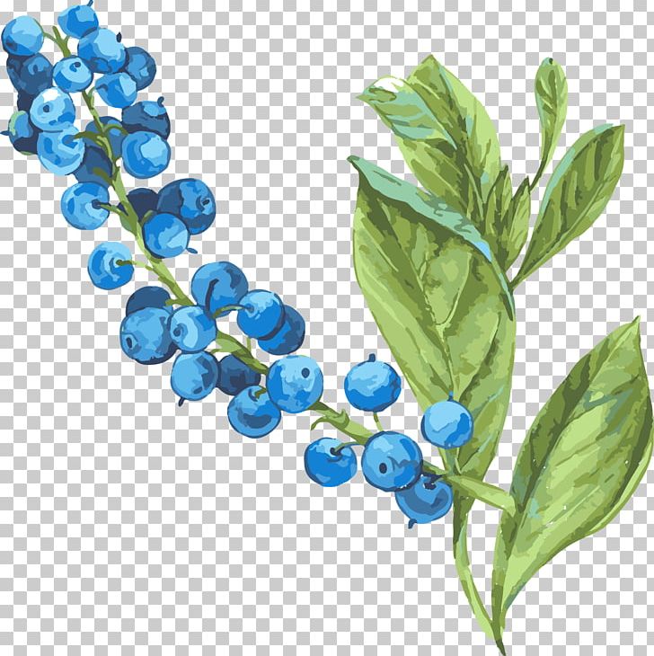 Beach Rose Bilberry Blueberry PNG, Clipart, Blueberry Bush, Blueberry Cake, Blueberry Jam, Blueberry Juice, Blueberry Vector Free PNG Download
