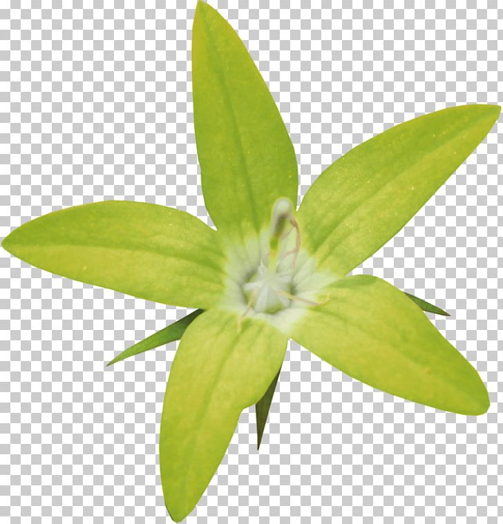 Leaf PNG, Clipart, Flower, Leaf, Plant Free PNG Download