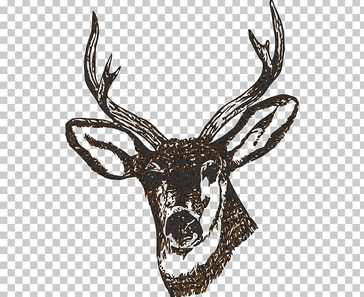 White-tailed Deer PNG, Clipart, Antler, Black, Black And White, Color, Deer Free PNG Download
