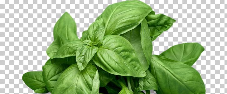 Basil Herb Mints Plants PNG, Clipart, Basil, Food, Herb, Holy Basil, Ingredient Free PNG Download