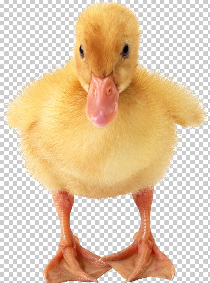 Duck American Pekin Goose PNG, Clipart, American Pekin, Animals, Baby Ducks, Beak, Bird Free PNG Download