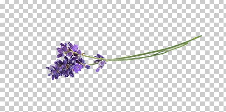 Lavender Flower Herb PNG, Clipart, Body Jewelry, Botanical Illustration, Botany, Flower, Flowering Plant Free PNG Download