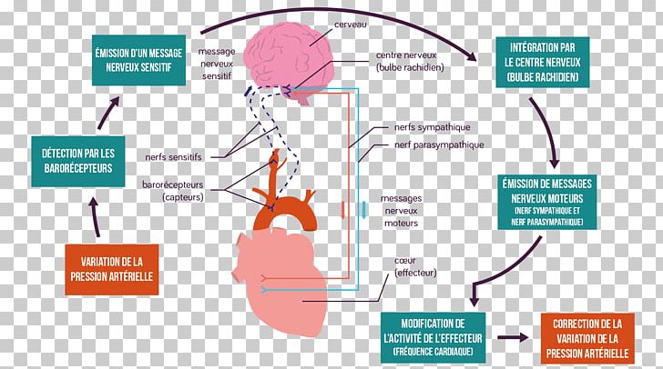 Presio Arterial Choix Des Boucles De Régulation Control Engineering Pressure Aldosterone PNG, Clipart, Aldosterone, Angiotensin, Area, Artery, Brand Free PNG Download