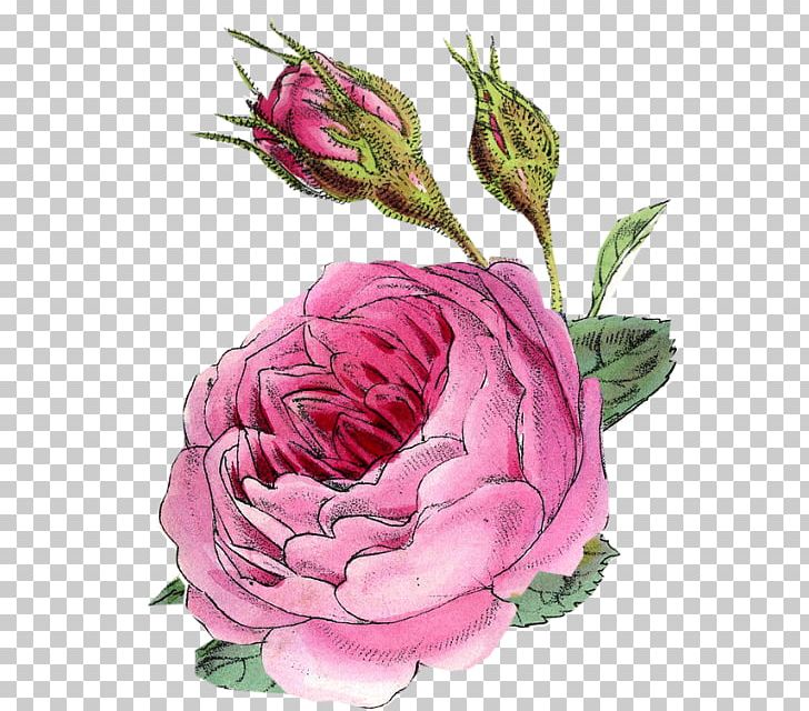 Cut Flowers Floral Design Garden Roses Centifolia Roses PNG, Clipart, Art, Centifolia Roses, Cut Flowers, Decoupage, Floral Design Free PNG Download