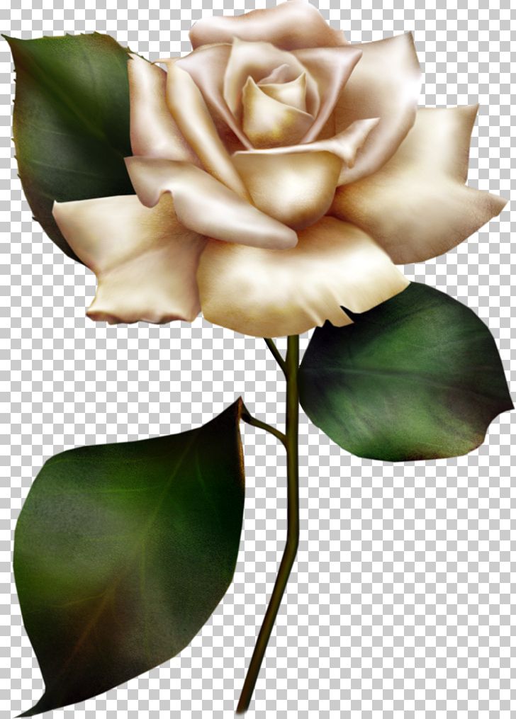Painted White Rose PNG, Clipart, Art, Black And White, Blog, Clipart, Cut Flowers Free PNG Download